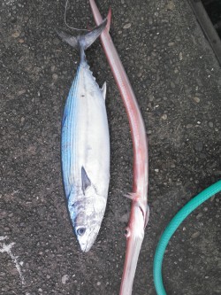 周参見大洋丸ジギング