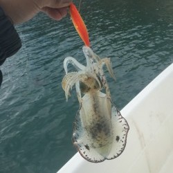 波高しボートエギング釣行