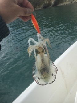 波高しボートエギング釣行