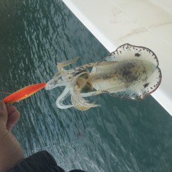 波高しボートエギング釣行