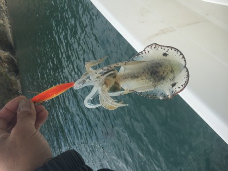 波高しボートエギング釣行