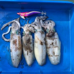 渋いアオリイカ