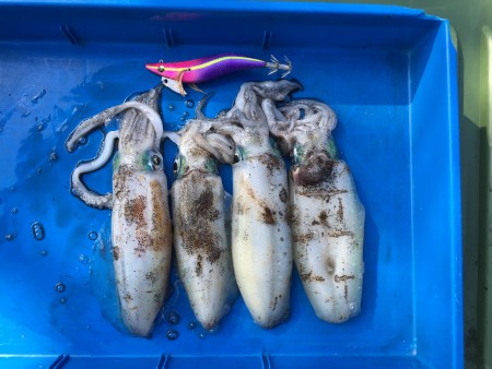 渋いアオリイカ