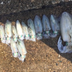 ちょっとタリナーズ