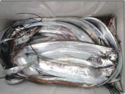 からこと丸 釣果