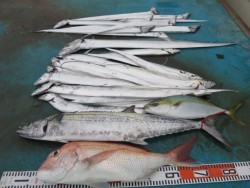 アジアマリンサービス 釣果