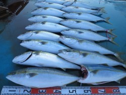 アジアマリンサービス 釣果