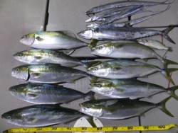 Hit Rush(ヒット ラッシュ） 釣果