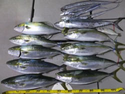 Hit Rush(ヒット ラッシュ） 釣果…