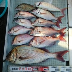 チャモロ 釣果