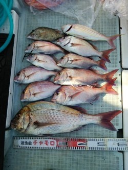 チャモロ 釣果