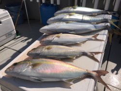 オーシャンキッズ 釣果