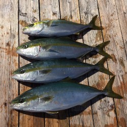 ゲームフィッシング バレントン 釣果