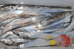 松本釣船２ 釣果