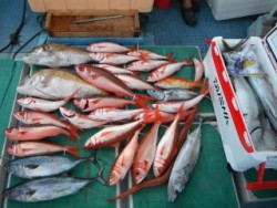 なぎさ丸 釣果