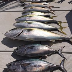 オーシャンキッズ 釣果