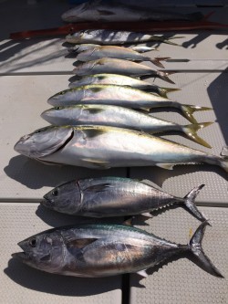 オーシャンキッズ 釣果