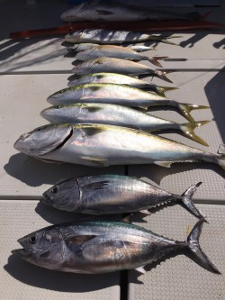 オーシャンキッズ 釣果