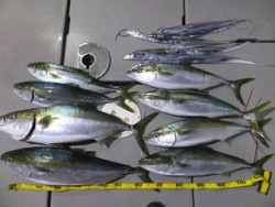 Hit Rush(ヒット ラッシュ） 釣果…