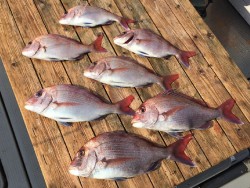 ゲームフィッシング バレントン 釣果