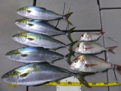 Hit Rush(ヒット ラッシュ） 釣果