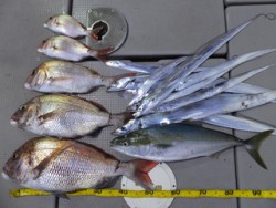 Hit Rush(ヒット ラッシュ） 釣果…