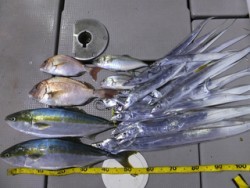 Hit Rush(ヒット ラッシュ） 釣果