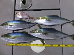 Hit Rush(ヒット ラッシュ） 釣果