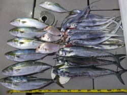 Hit Rush(ヒット ラッシュ） 釣果