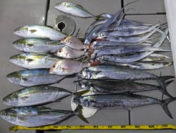 Hit Rush(ヒット ラッシュ） 釣果…