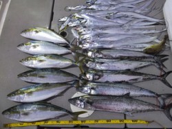 Hit Rush(ヒット ラッシュ） 釣果