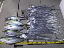 Hit Rush(ヒット ラッシュ） 釣果