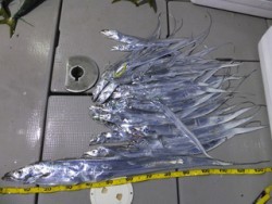 Hit Rush(ヒット ラッシュ） 釣果