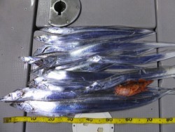 Hit Rush(ヒット ラッシュ） 釣果