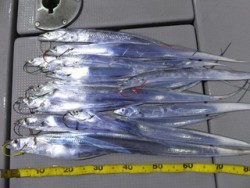 Hit Rush(ヒット ラッシュ） 釣果