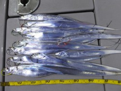 Hit Rush(ヒット ラッシュ） 釣果…