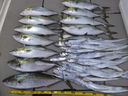 Hit Rush(ヒット ラッシュ） 釣果