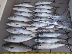 Hit Rush(ヒット ラッシュ） 釣果