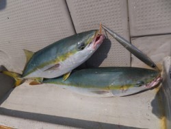 Hit Rush(ヒット ラッシュ） 釣果