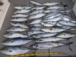 Hit Rush(ヒット ラッシュ） 釣果…