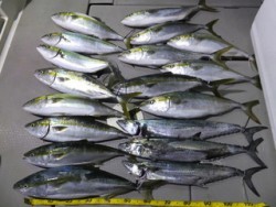 Hit Rush(ヒット ラッシュ） 釣果