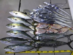 Hit Rush(ヒット ラッシュ） 釣果