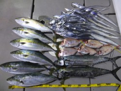 Hit Rush(ヒット ラッシュ） 釣果…