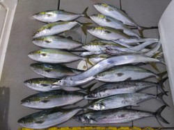 Hit Rush(ヒット ラッシュ） 釣果…