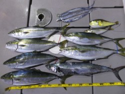 Hit Rush(ヒット ラッシュ） 釣果