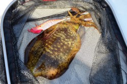 Marine T Design　マリンティ…