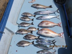 長崎大村湾　第一あさかぜ 釣果