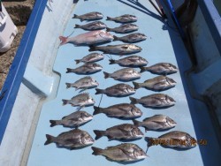 長崎大村湾　第一あさかぜ 釣果