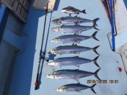 長崎大村湾　第一あさかぜ 釣果