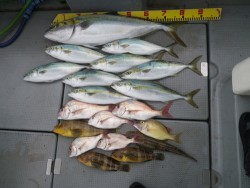 sea boss　シーボス 釣果